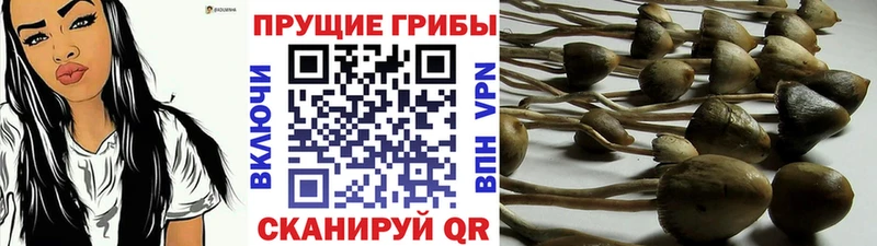 Галлюциногенные грибы ЛСД  купить наркотик  Красноармейск 